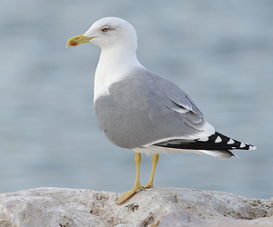 Цахлай (Үхэр цахлай)